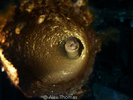Moray Eel by Alex Thomas 