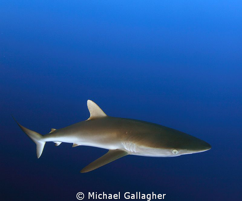 Silky Shark in the blue, Sudan by Michael Gallagher 