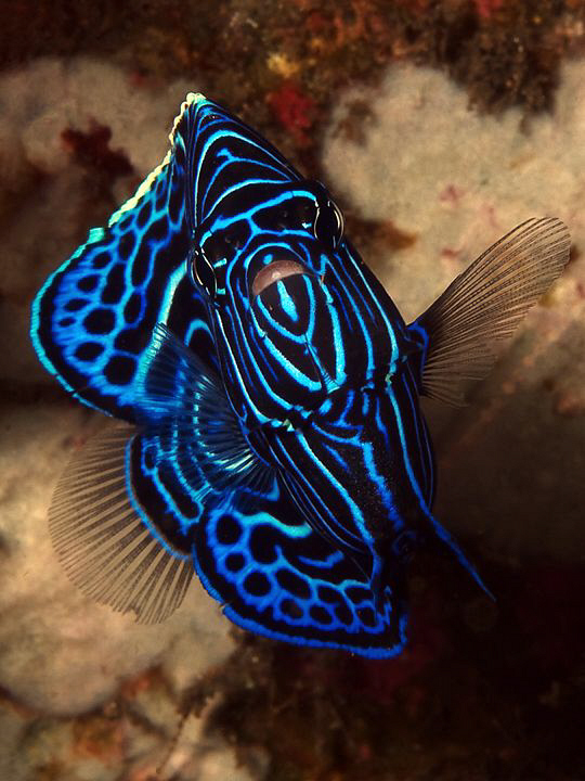 Juvenile Emperor Angelfish, Tulamben by Doug Anderson 