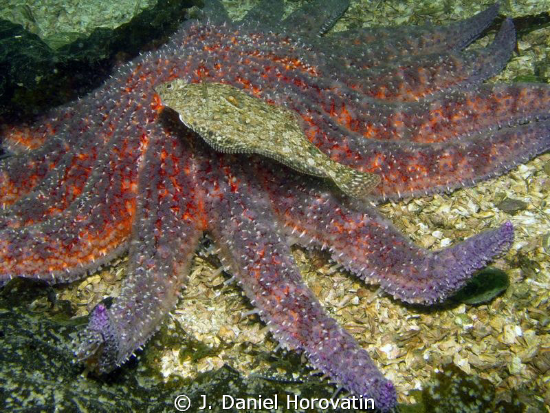 Juvenile Rock Sole swimming over a Sunflower Star by J. Daniel Horovatin 