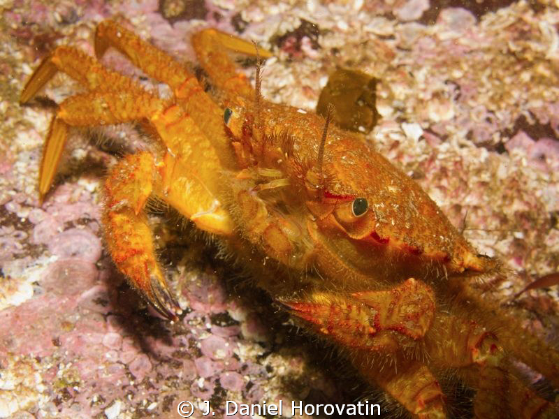 Helmet Crab determined not to back down by J. Daniel Horovatin 