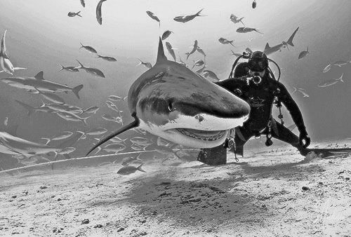This large Tiger Shark was the first one we encountered o... by Steven Anderson 