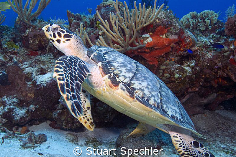 Hawksbill sea turtle preparing to launch.  Beautiful back... by Stuart Spechler 