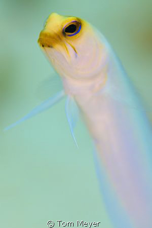 cayman jawfish using 105 lens set on f5.6 1/125th by Tom Meyer 