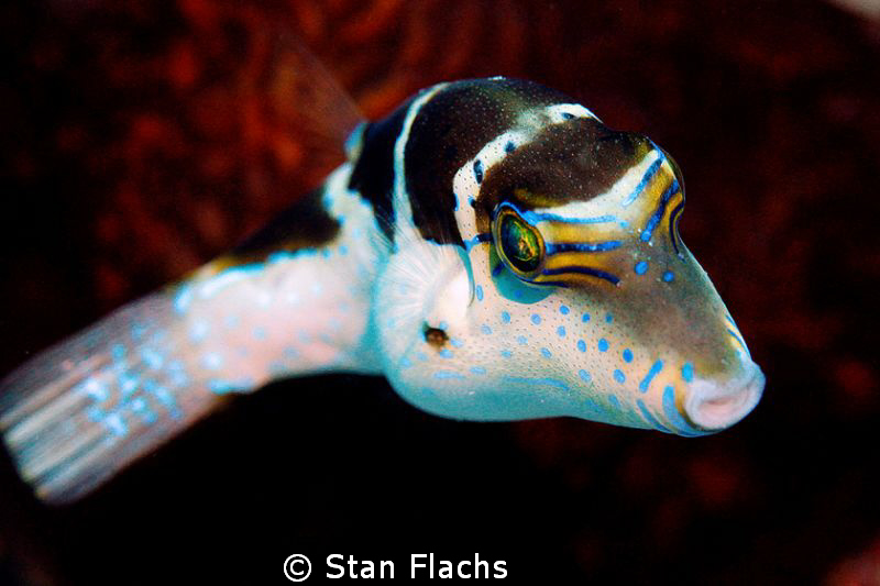 Toby pufferfish by Stan Flachs 