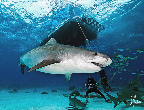 Emma the Tiger Shark makes her presence known at Tiger Be... by Steven Anderson 