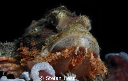 Scorpionfish in the philippines 2011! nikon D90 with UK-G... by Stefan Heer 