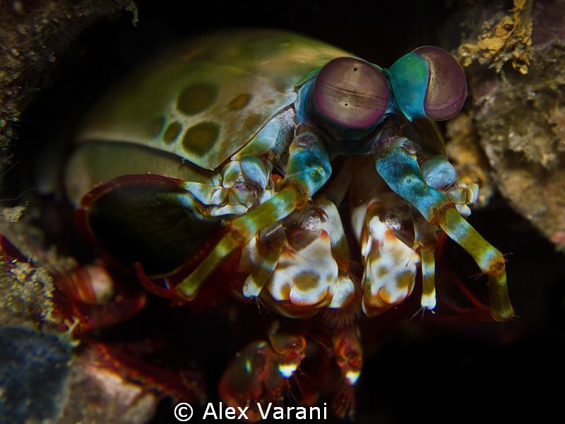 Peacock mantis shrimp - close up - by Alex Varani 
