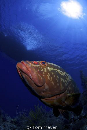 Grouper looking up at boat at little cayman by Tom Meyer 