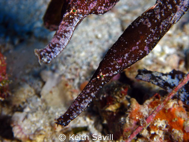 Green Eyes... 2 Sea Grass Ghost Pipefish by Keith Savill 