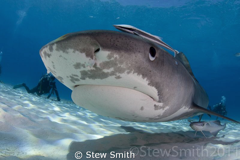 Smiley checking out my dome port by Stew Smith 