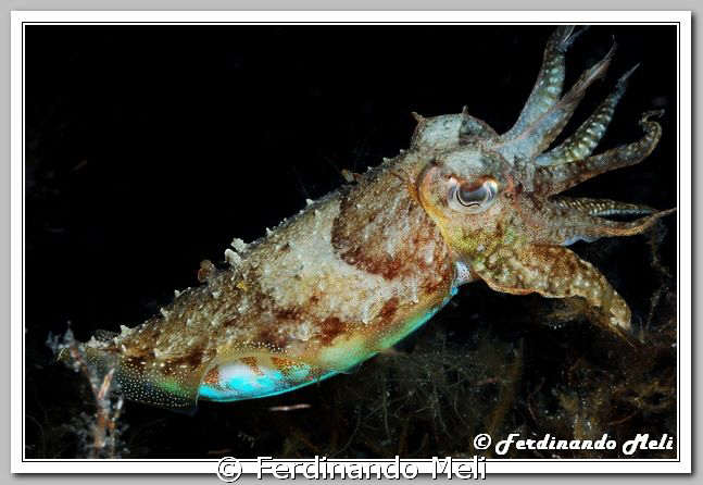 Cuttlefish (Sepia officinalis) hunting in the night. by Ferdinando Meli 