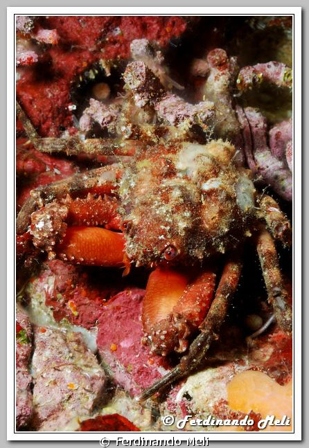 Crab of the caves (Herbstia condyliata). by Ferdinando Meli 