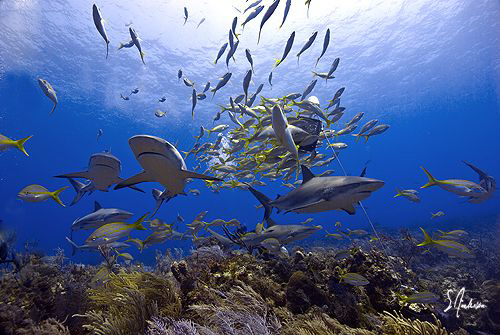 Reef Sharks by the pack! Reef Sharks cover the reef as we... by Steven Anderson 