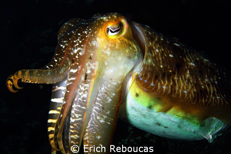 1.3 ft/40 cm cuttlefish. Almost too big for the 50mm macr... by Erich Reboucas 