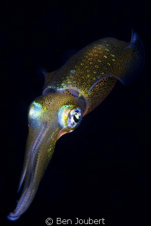 Got this at the end of a night dive, on the stern in the ... by Ben Joubert 