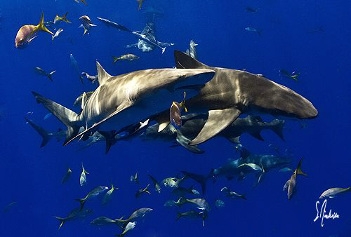 Reef Shark Tango! These Reef Sharks seemed to dance toget... by Steven Anderson 