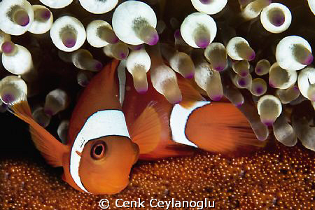 Clownfish and eggs by Cenk Ceylanoglu 