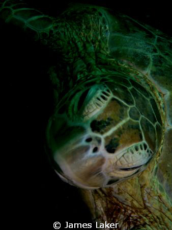 Turtle Portrait by James Laker 