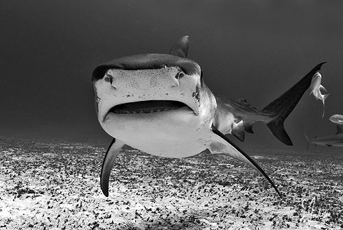 This big Tiger Shark was the first one to visit us on our... by Steven Anderson 