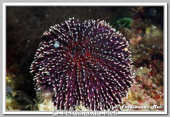 Sea urchin (Sphaerechinus granularis). by Ferdinando Meli 