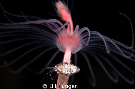 Tiny amphipode on a hydroide "flower" in the Oslo fjord. by Lill Haugen 