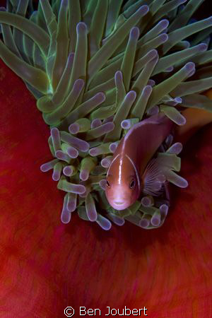 Pink Anemone Fish by Ben Joubert 