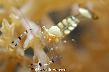 See through shrimp by Anouk Houben 