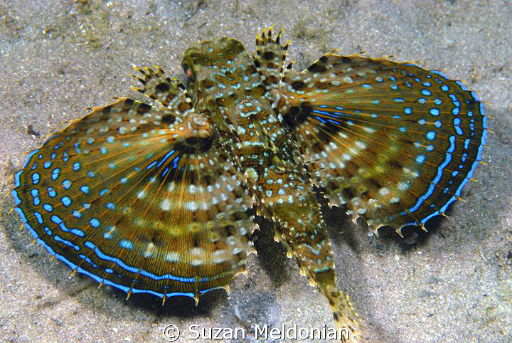 Flying Gurnard. I just love that these guys have little h... by Suzan Meldonian 
