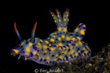 Saw this colorful guy on the black volcanic sand under th... by Ben Joubert 