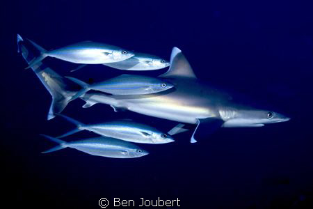 Shark Entourage. Not sure what the deal is here, I guess ... by Ben Joubert 
