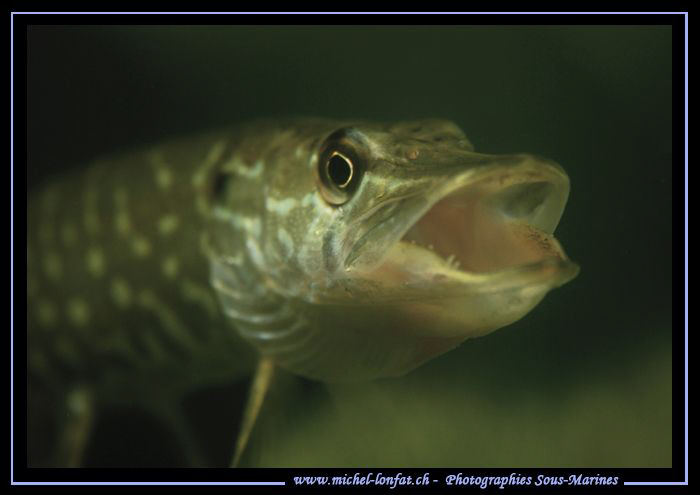 Jawning young Pike Fish... :O)... by Michel Lonfat 