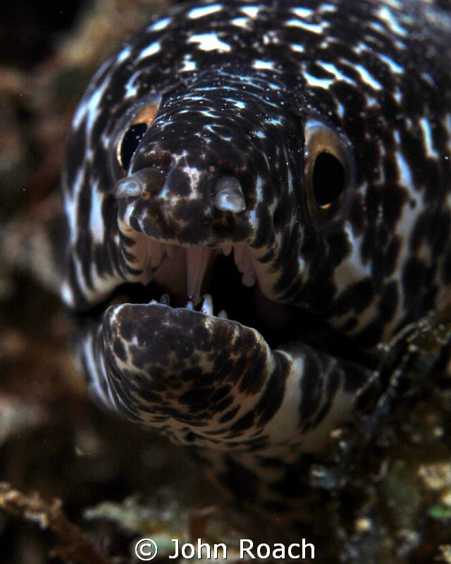 Spotted moray. It looks like he is growling but he is act... by John Roach 