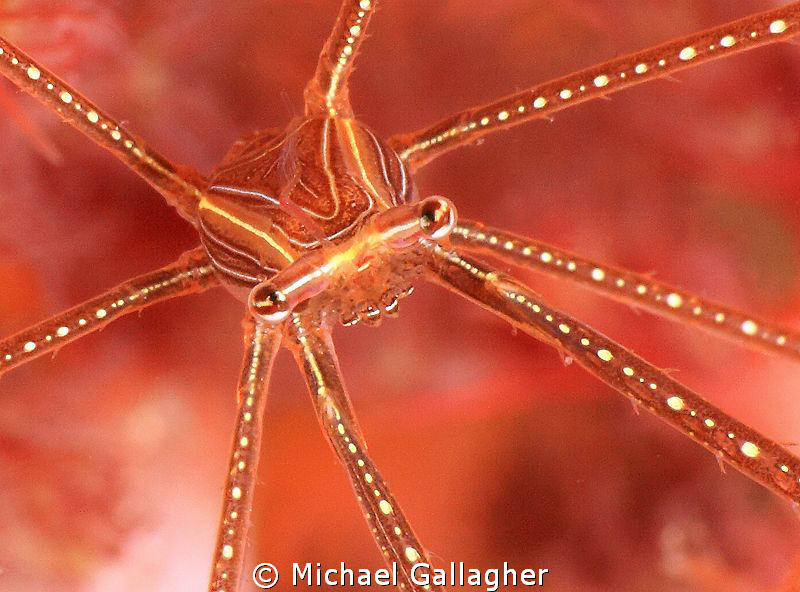 Sea-spider portrait, Lembeh by Michael Gallagher 