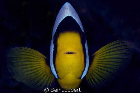The Panda Clownfish is the most fierce when it comes to p... by Ben Joubert 