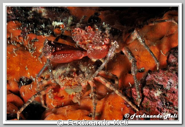 Coupling of cave's crabs (Herbstia condyliata). The crab ... by Ferdinando Meli 