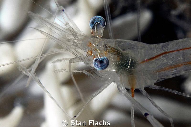 Shrimp with blue eyes by Stan Flachs 