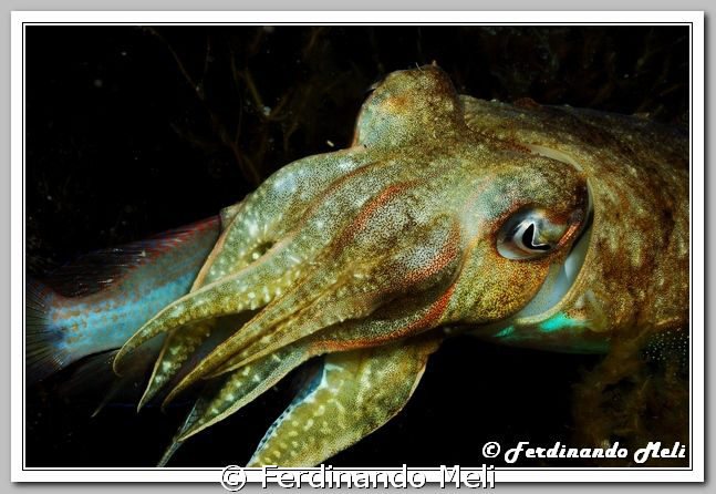 A cuttlefish (Sepia officinalis) capture a fish (Symphodu... by Ferdinando Meli 