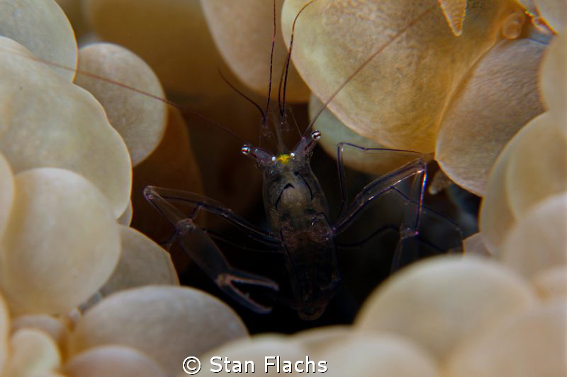 Bubble shrimp II by Stan Flachs 