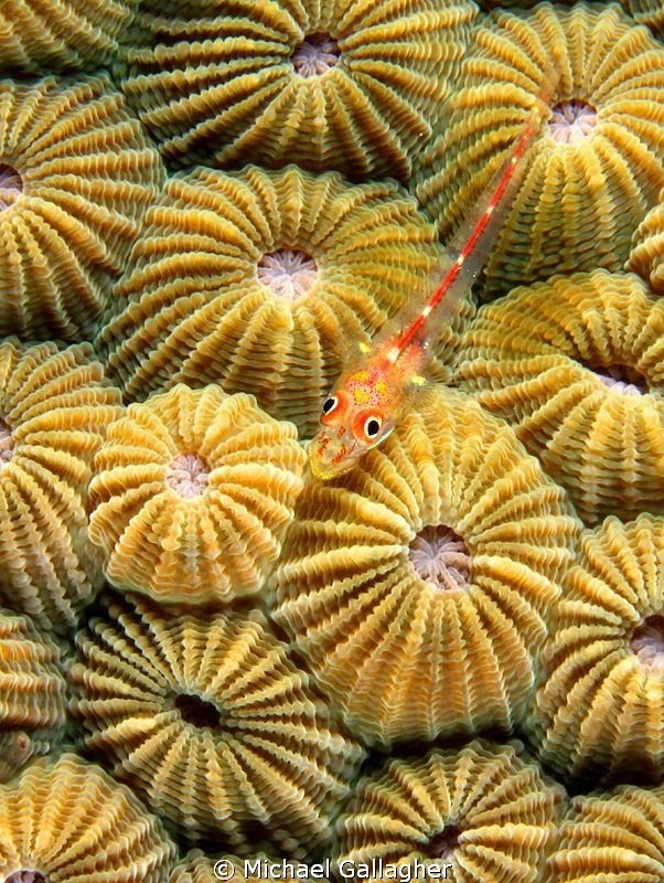 Goby on hard coral, PNG by Michael Gallagher 