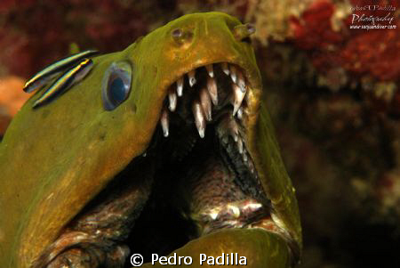 Green Moray and Cleaning Goby
Nikon D80 with 105mm lens
... by Pedro Padilla 