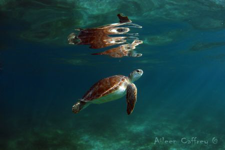 Turtlelight ... Akumal Bay by Aileen Caffrey 
