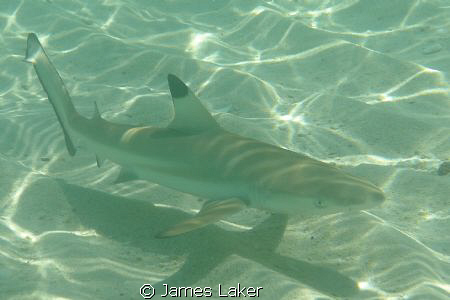 Curious Juvenile Blacktip In The Shallows by James Laker 