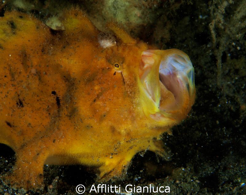 frogfish by Afflitti Gianluca 