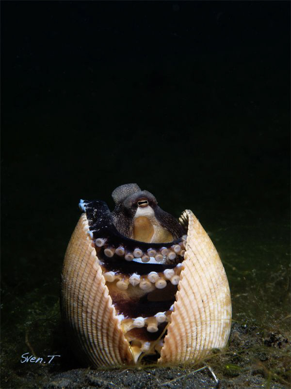 Coconut Octopus by Sven Tramaux 