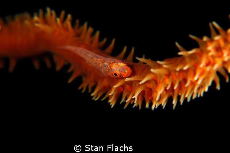Goby on whip coral by Stan Flachs 