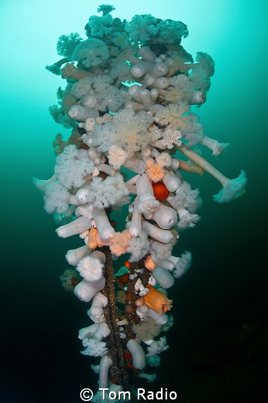 Pilings with anemones
Seattle, WA, U.S.A. by Tom Radio 