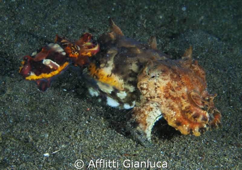 flamboyant cuttlefish.....double by Afflitti Gianluca 