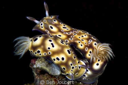 Valentines Day for Nudi's, I guess. Saw a numerous "coupl... by Ben Joubert 