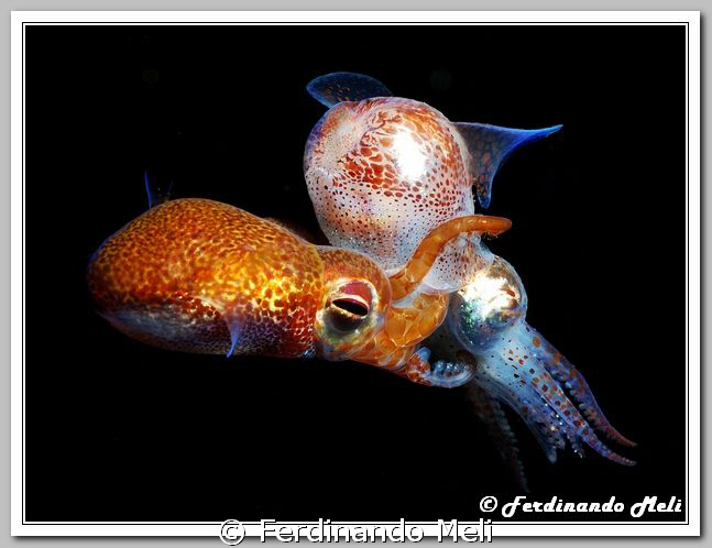 Coupling of small cuttlefishs (Sepiola sp.). by Ferdinando Meli 